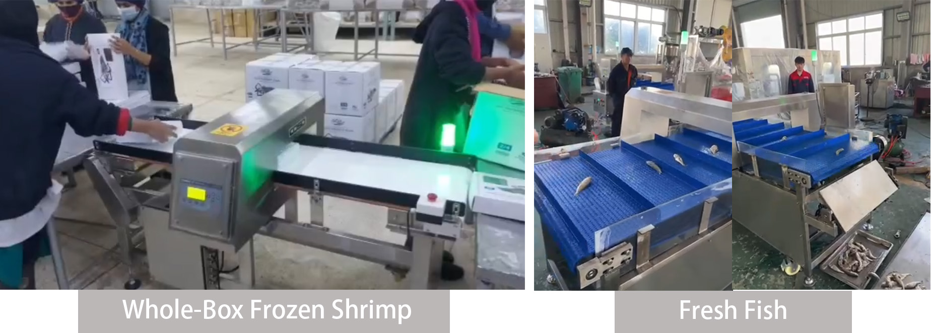Waterproof metal detector operating accurately in a humid seafood processing environment